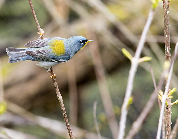 Northern parula (Setophaga americana)