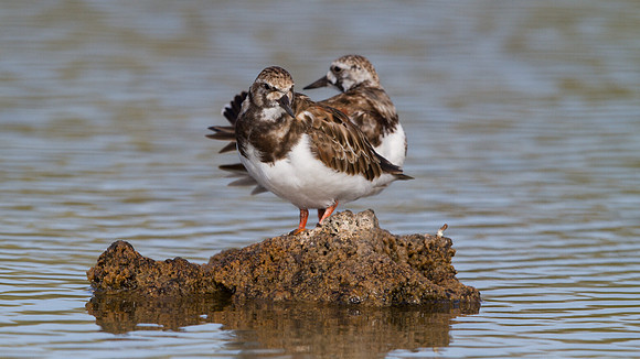 Sanderling (Calidris alba)