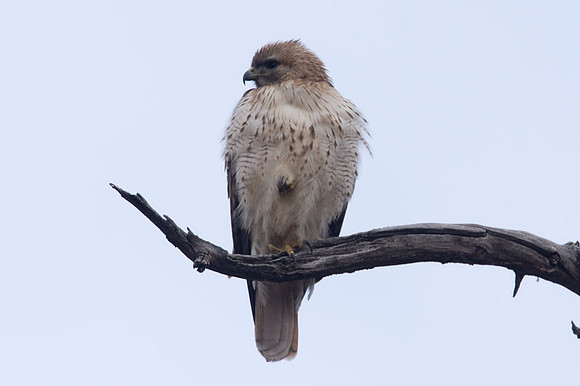 Red-tailed Hawk (Buteo jamaicensis)