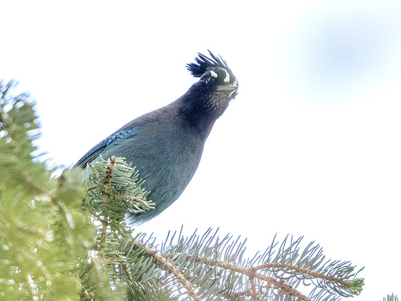 Steller's jay (Cyanocitta stelleri)