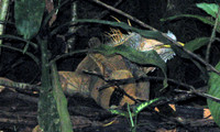 Lizard