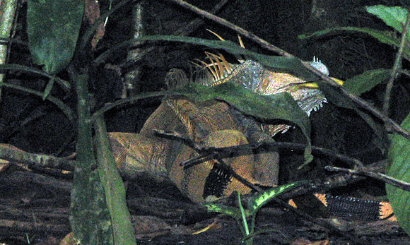 Lizard