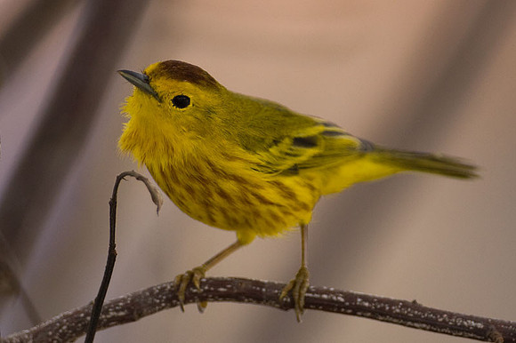 Yellow Oriole subspecies (Icterus nigrogularis)