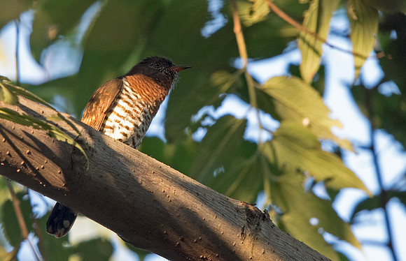 Violet cuckoo (Chrysococcyx xanthorhynchus) Female