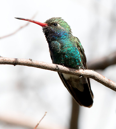 Broad-billed hummingbird (Cynanthus latirostris)