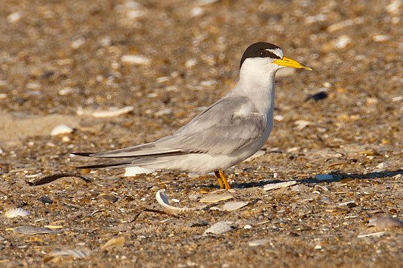 Least Tern (Sternula antillarum)