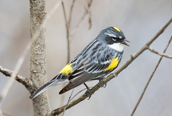Eastern myrtle warbler (ssp coronata)