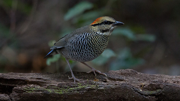 Blue pitta (Hydrornis cyanea) Female