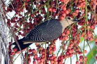 Golden-fronted Woodpecker (Melanerpes aurifrons) female