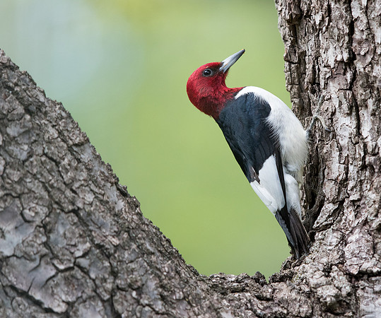 Red-headed woodpecker (Melanerpes erythrocephalus)