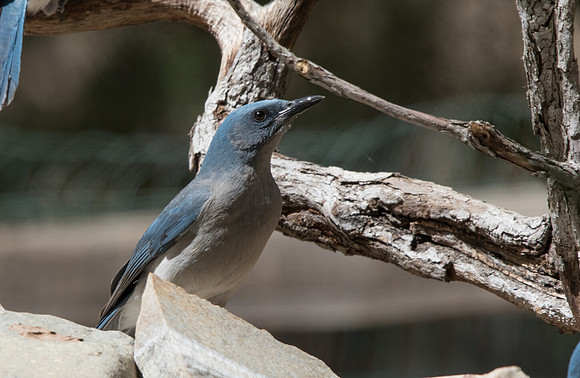 Mexican jay (Aphelocoma wollweberi)