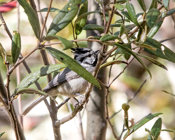 Bridled titmouse (Baeolophus wollweberi)