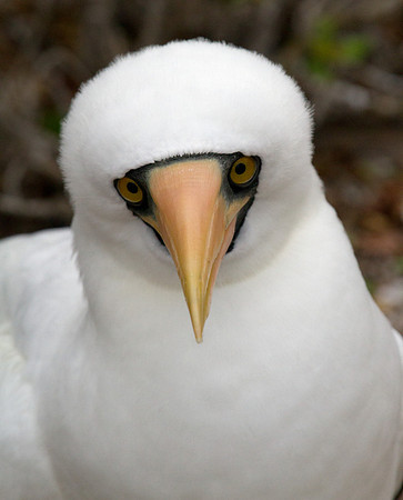 Nazca Booby (Sula granti)