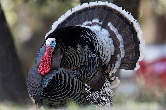 Wild Turkey (Meleagris gallopavo)