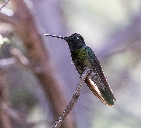 Magnificent hummingbird (Eugenes fulgens)