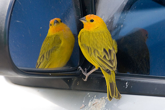 Saffron Finch (Sicalis flaveola)
