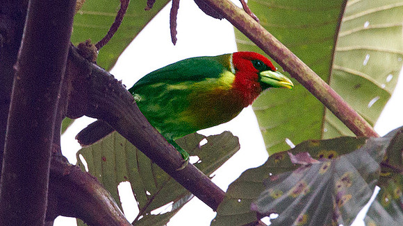 Red-headed Barbet (Eubucco bourcierii)