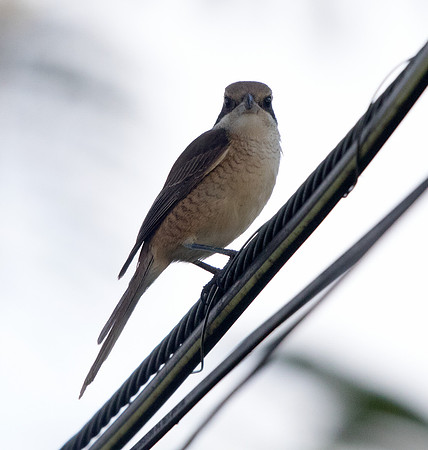 Bown shrike (Lanius cristatus)