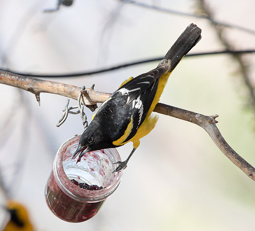 Scott's oriole (Icterus parisorum) Male