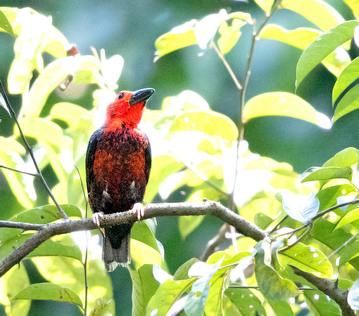 Bornean bristlehead (Pityriasis gymnocephala)