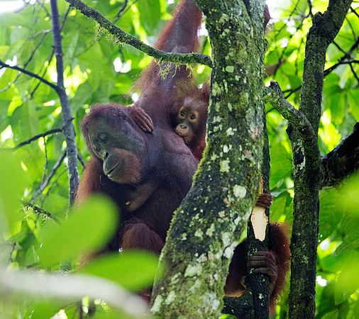 Bornean orangutan (Pongo pygmaeus) Female with Juv