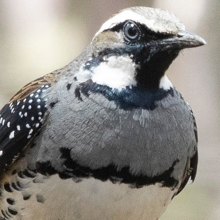 Spotted quail-thrush (Cinclosoma punctatum) male
