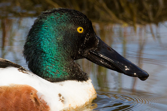 Northern Shoveler (Anas clypeata)
