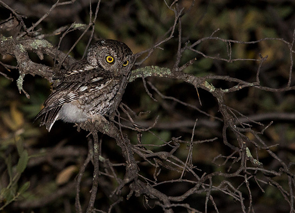 Elf owl (Micrathene whitneyi)