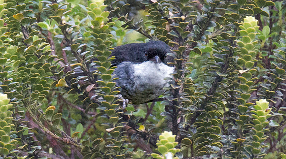 Black-backed Bush-tanager (Urothraupis stolzmanni)
