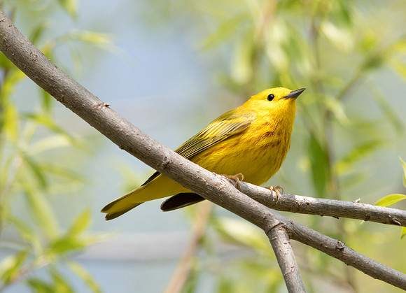 American yellow warbler (Setophaga petechia)