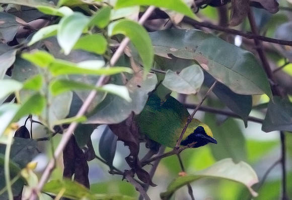Blue-winged leafbird (Chloropsis cochinchinensis) Male
