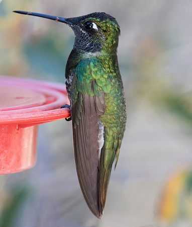 Magnificent hummingbird (Eugenes fulgens)