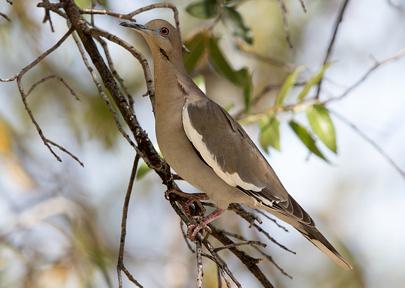 White-winged dove (Zenaida asiatica)