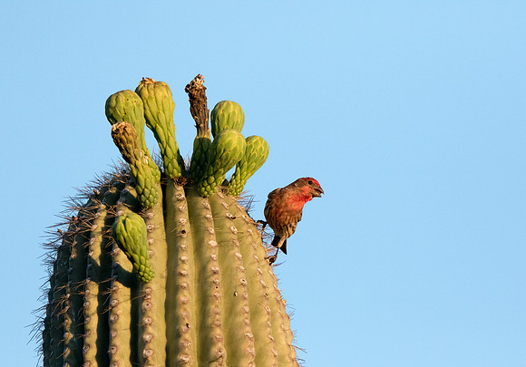 House finch (Haemorhous mexicanus)