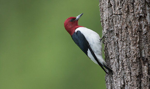 Red-headed woodpecker (Melanerpes erythrocephalus)