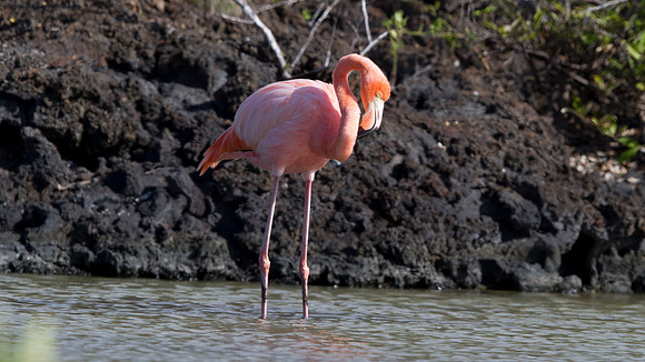 American Flamingo (Phoenicopterus ruber)