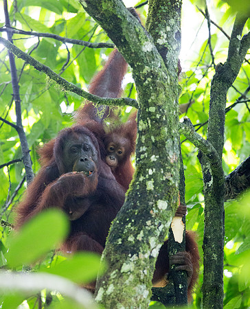 Bornean orangutan (Pongo pygmaeus) Female with Juv