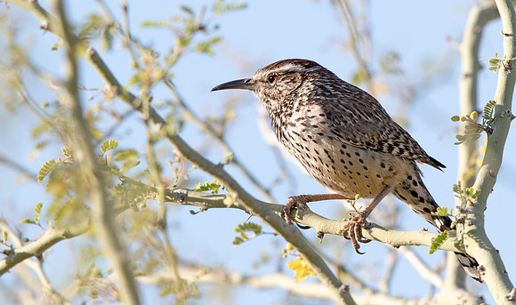 Cactus wren (Campylorhynchus brunneicapillus)