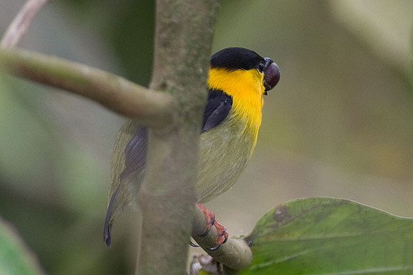 Golden-collared Manakin (Manacus vitellinus)
