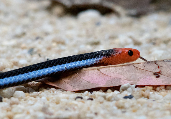 Blue Malaysian coral snake (Calliophis bivurgatis flaviceps)