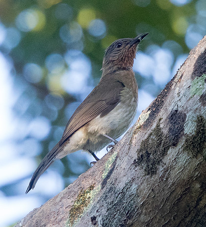 Philippine bulbul (Hypsipetes philippinus)