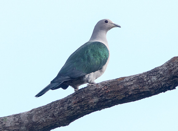 Green imperial pigeon (Ducula aenea)