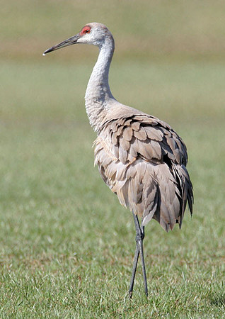 Sandhill Crane (Grus canadensis)