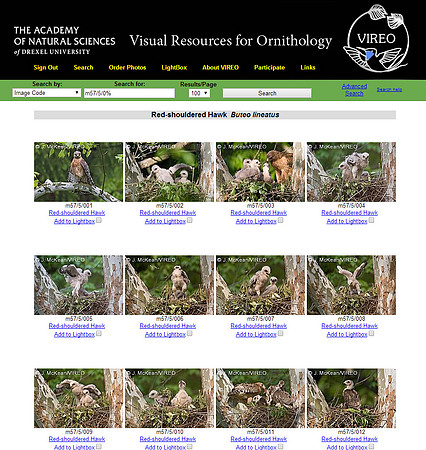 VIREO (Visual Resources for Ornithology), The Academy of Natural Sciences. Drexel University