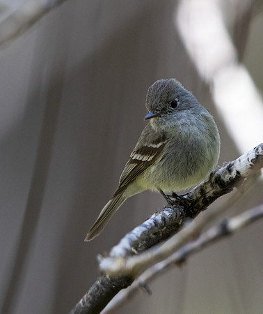 Hammond's flycatcher (Empidonax hammondii)