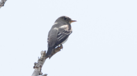 Greater pewee (Contopus pertinax)