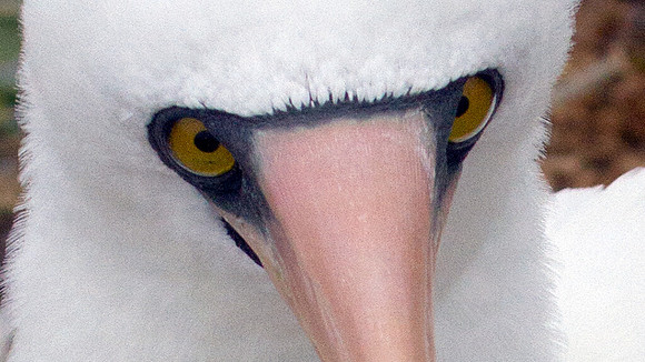 Nazca Booby (Sula granti)