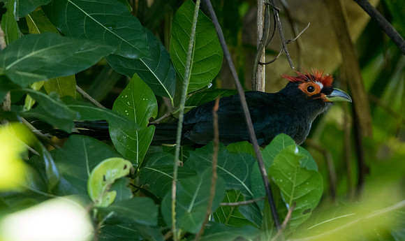 Rough-crested malkoha malkoha (Phaenicophaeus superciliosus) Female