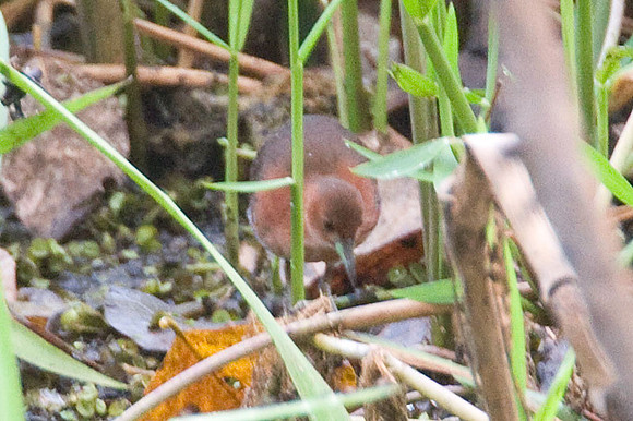 White-throated Crake (Laterallus albigularis)