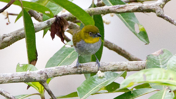 Yellow-throated Bush-tanager (Chlorospingus flavigularis)